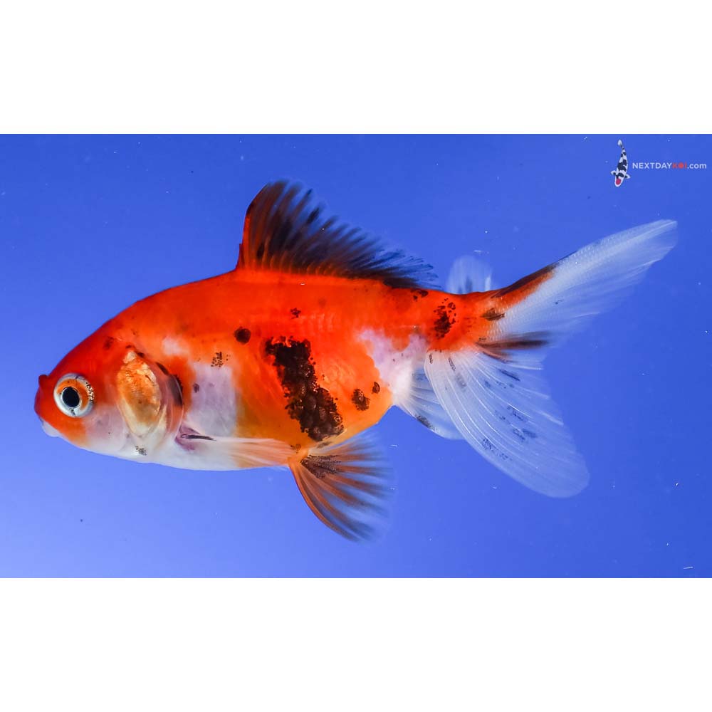 3” Imported Calico Wakin