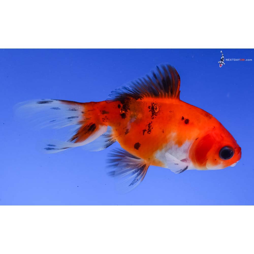 3” Imported Calico Wakin