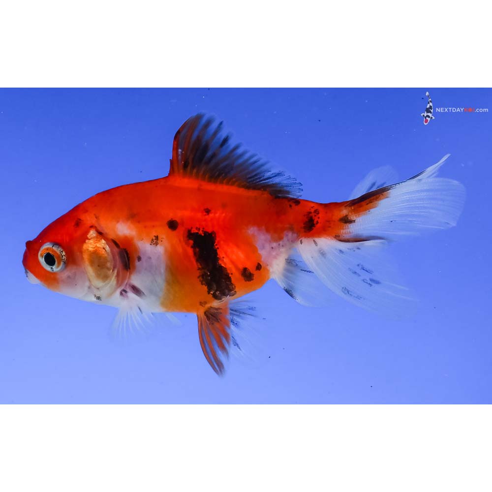3” Imported Calico Wakin