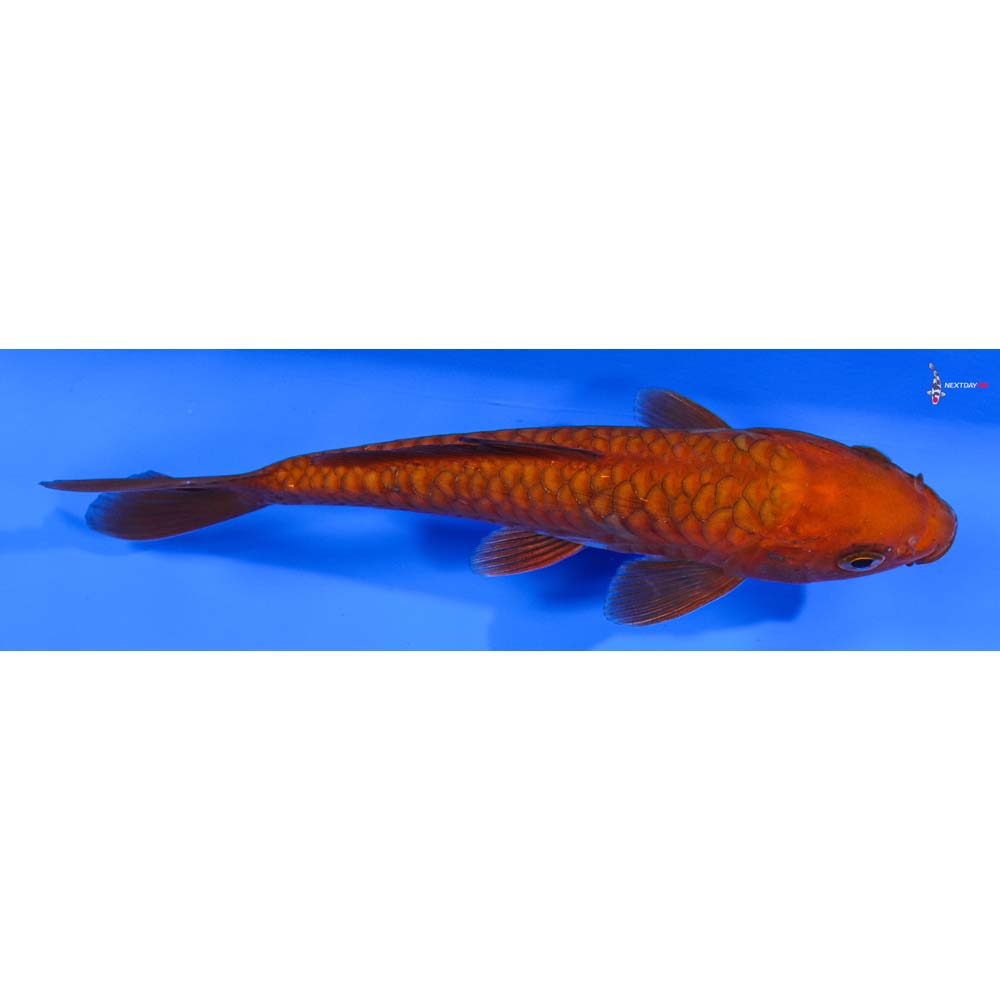 6” Imported Armor Scaled Chagoi