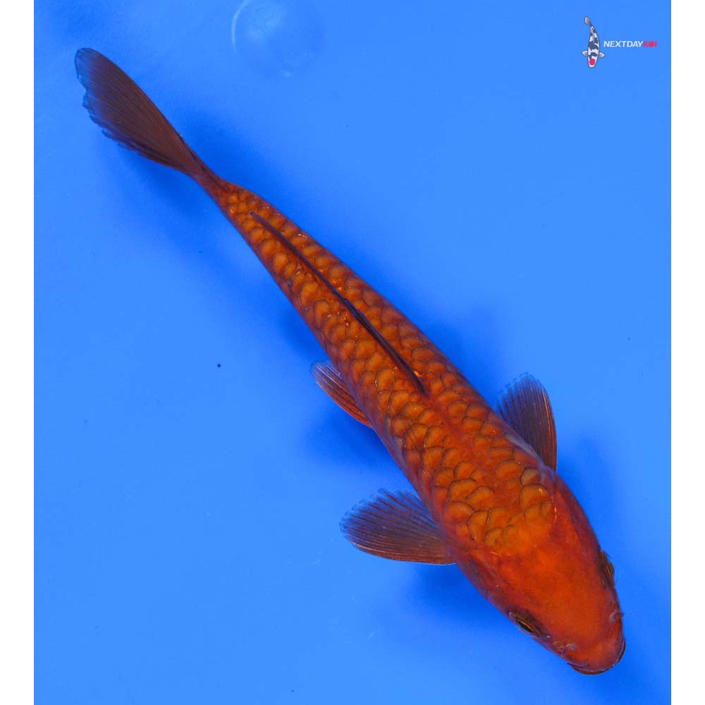 6” Imported Armor Scaled Chagoi