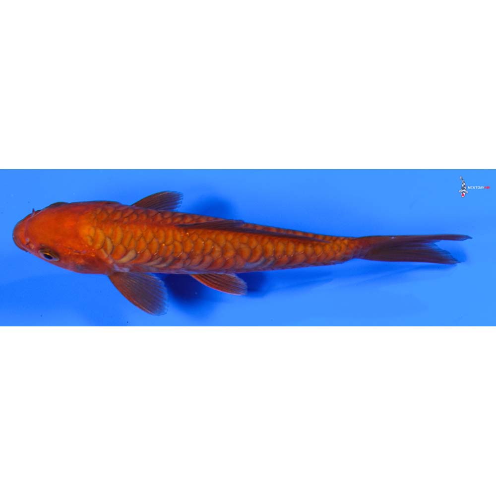 6” Imported Armor Scaled Chagoi