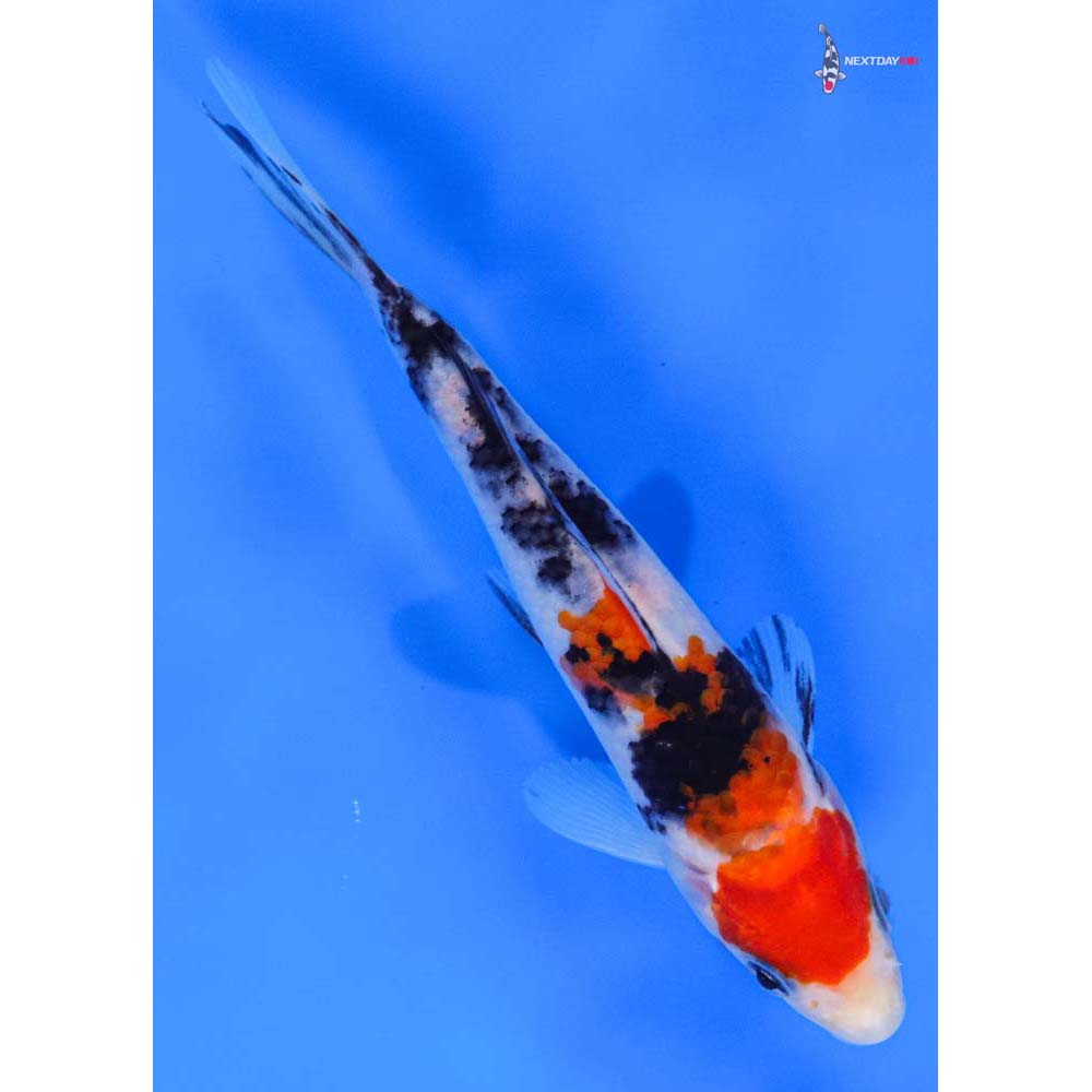 5.5” Imported Sanke