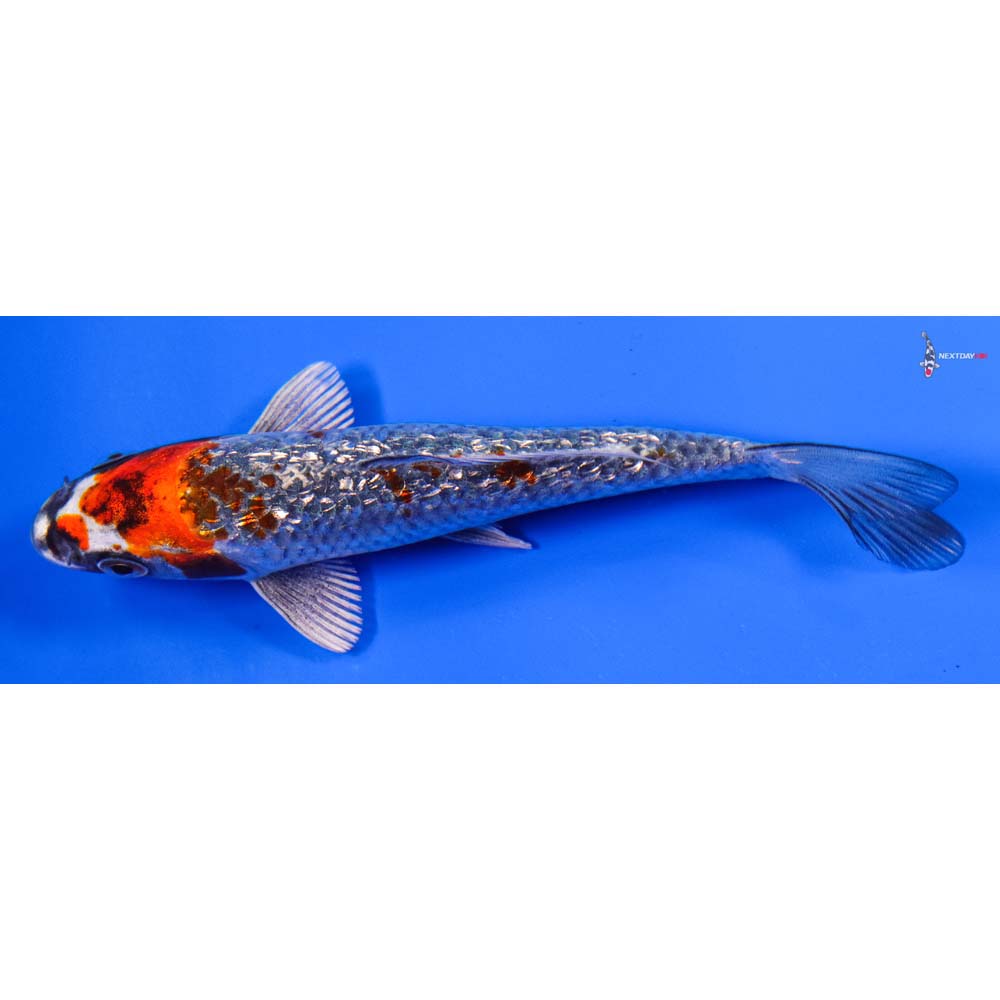 6” Imported Gin Rin Kujaku