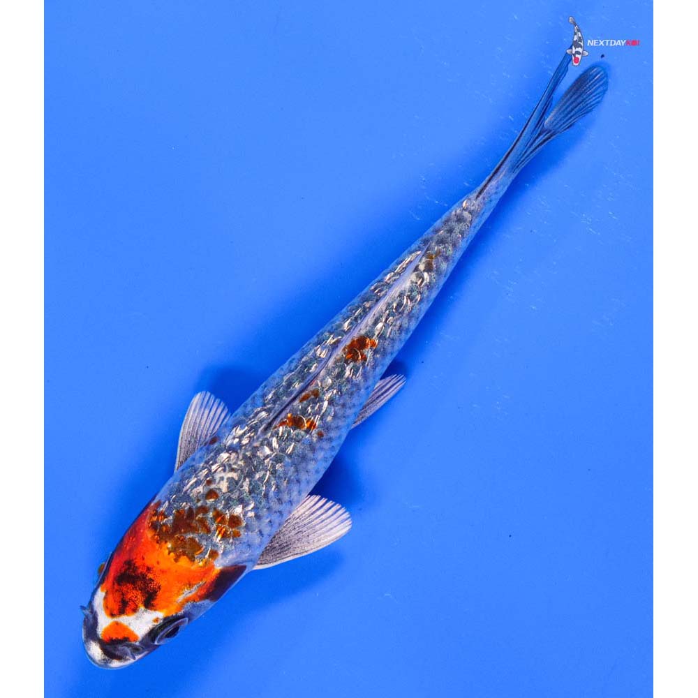 6” Imported Gin Rin Kujaku