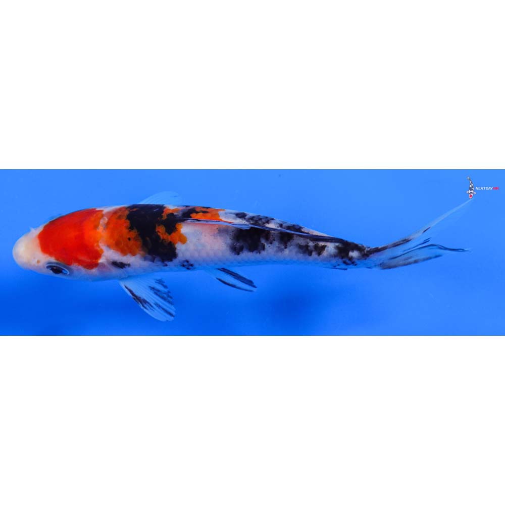 5.5” Imported Sanke