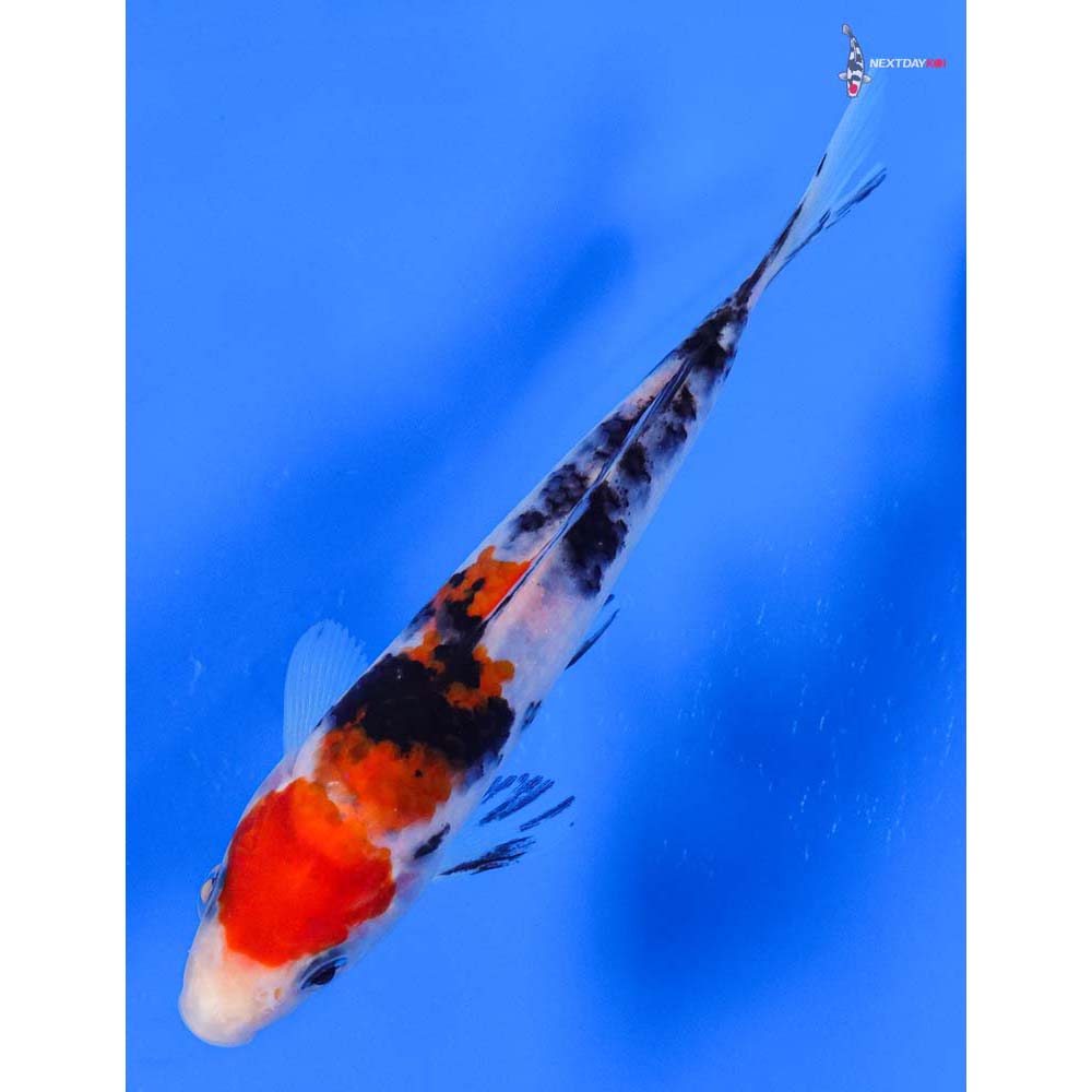 5.5” Imported Sanke