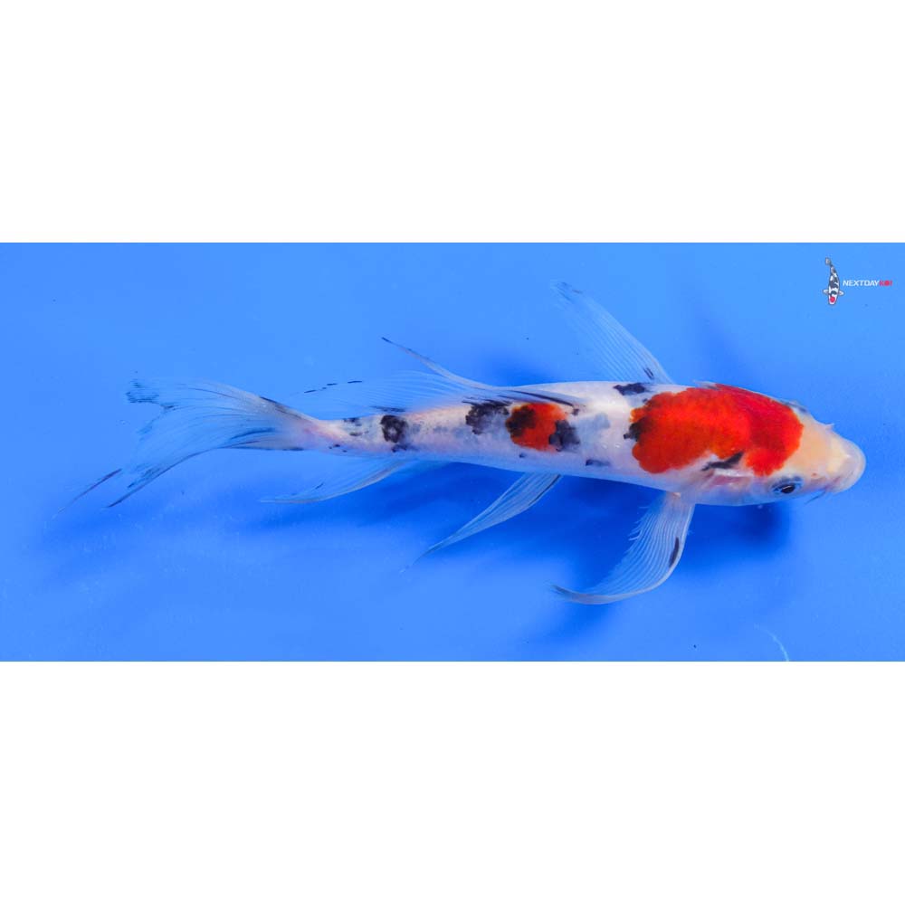 8” Imported Sanke Butterfly Koi