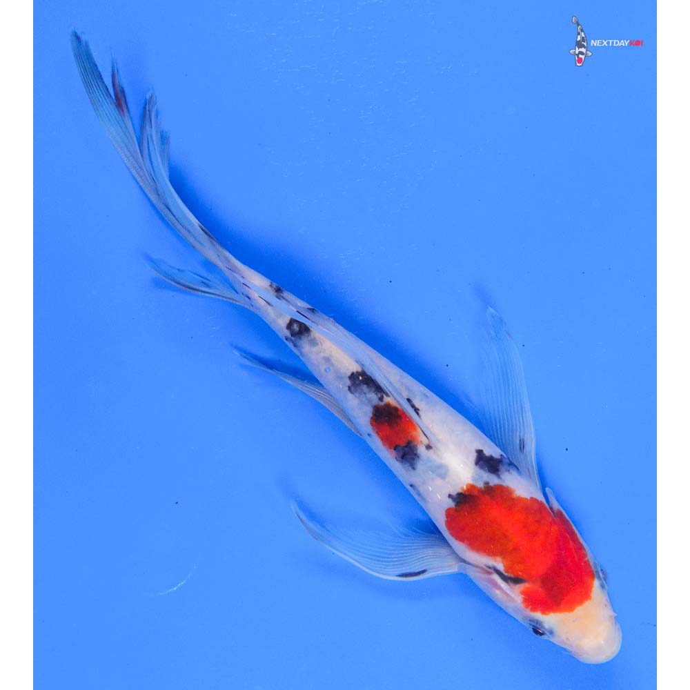 8” Imported Sanke Butterfly Koi