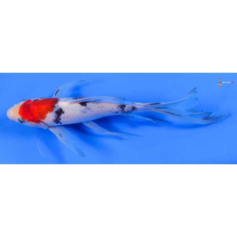 8” Imported Sanke Butterfly Koi