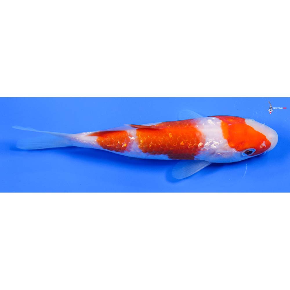 5” Imported Gin Rin Kohaku