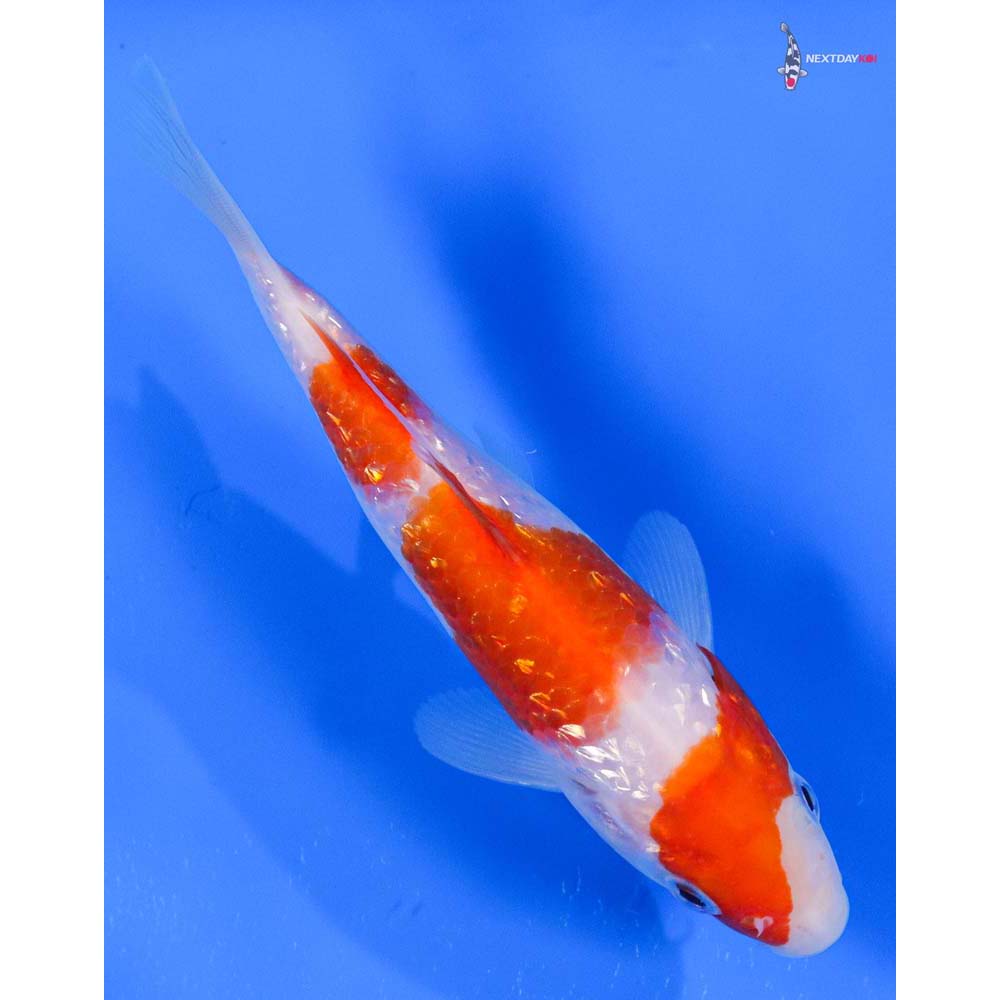 5” Imported Gin Rin Kohaku