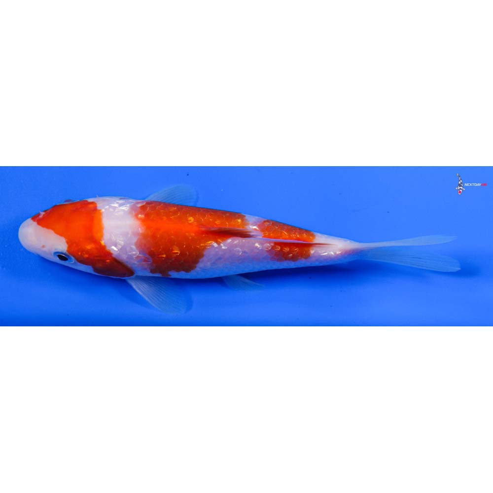 5” Imported Gin Rin Kohaku