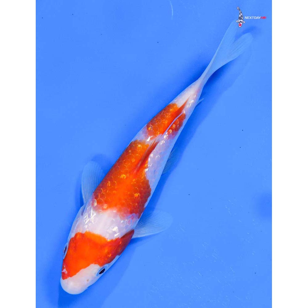 5” Imported Gin Rin Kohaku