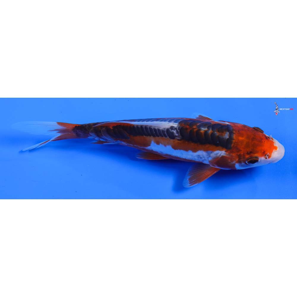 7” Imported Shusui