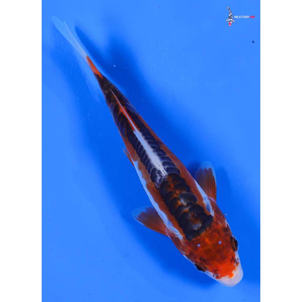 7” Imported Shusui