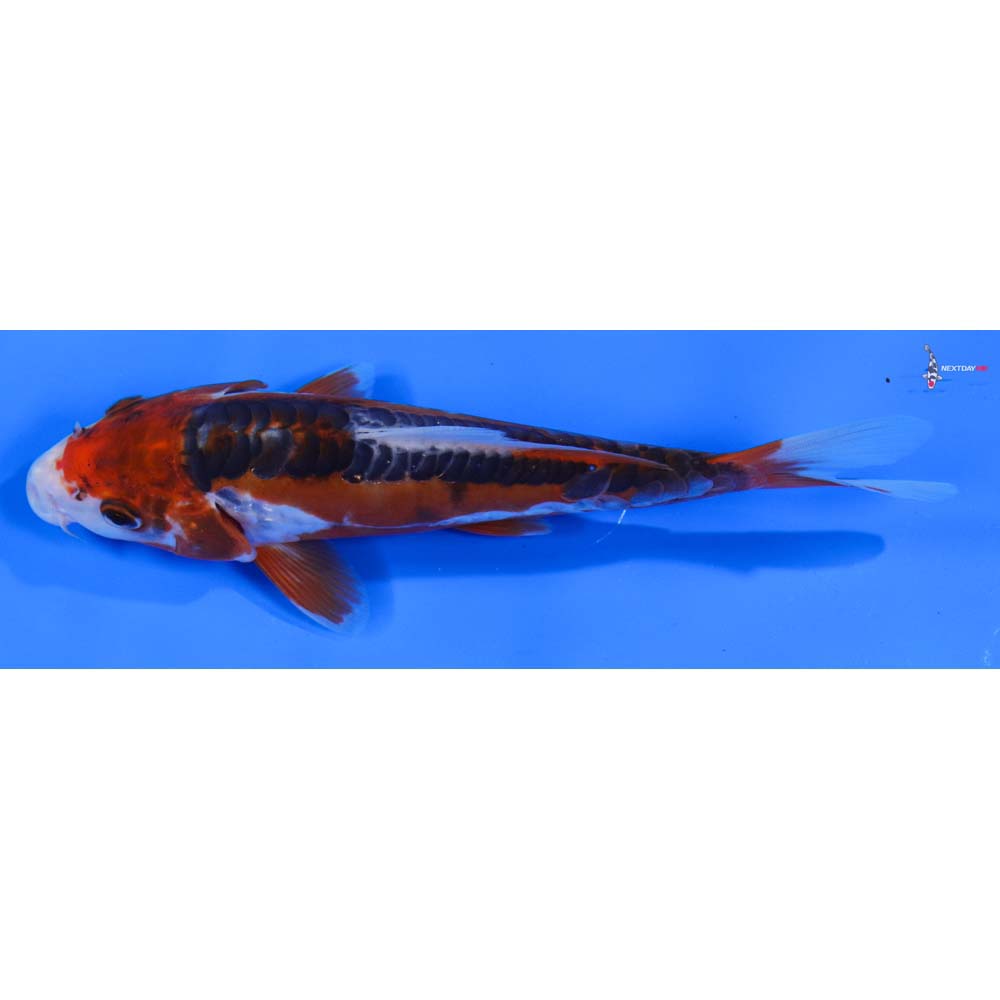 7” Imported Shusui