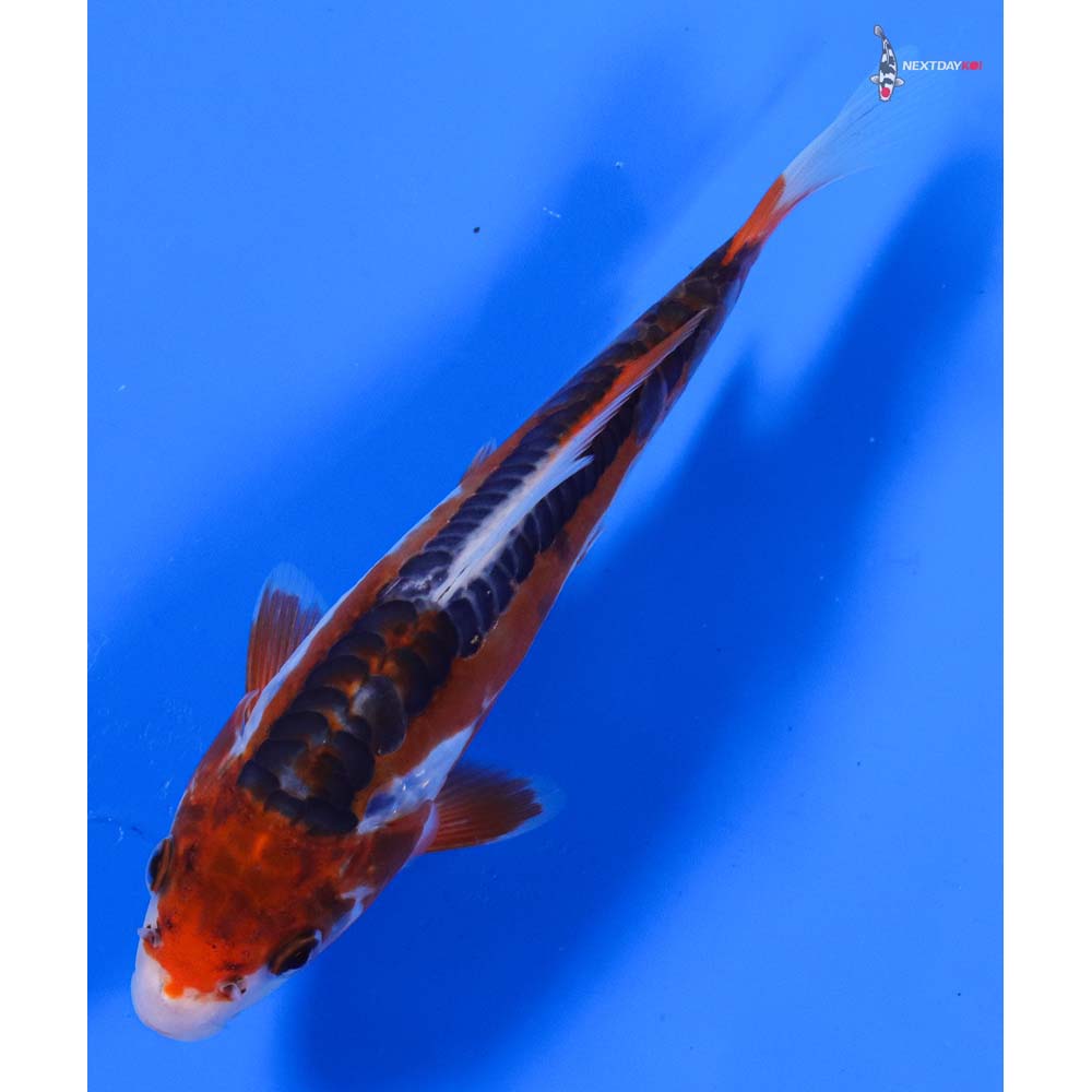 7” Imported Shusui