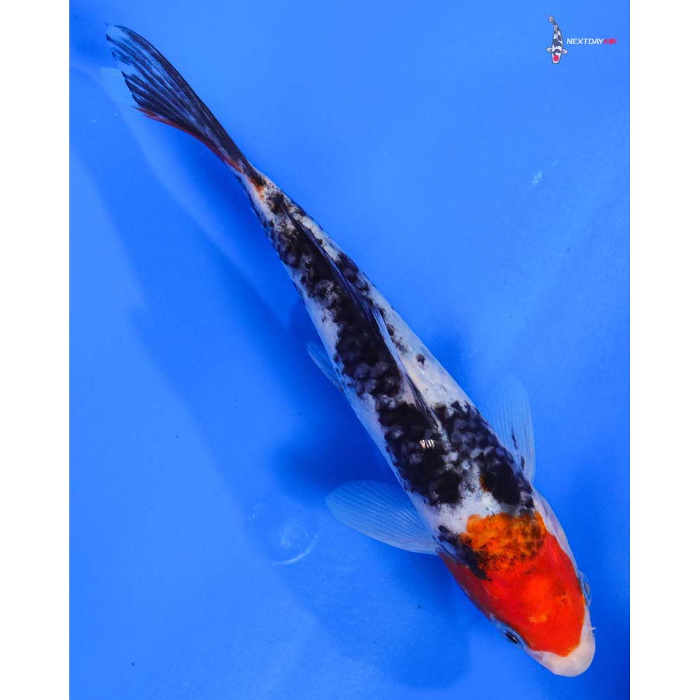 7” Imported Gin Rin Sanke