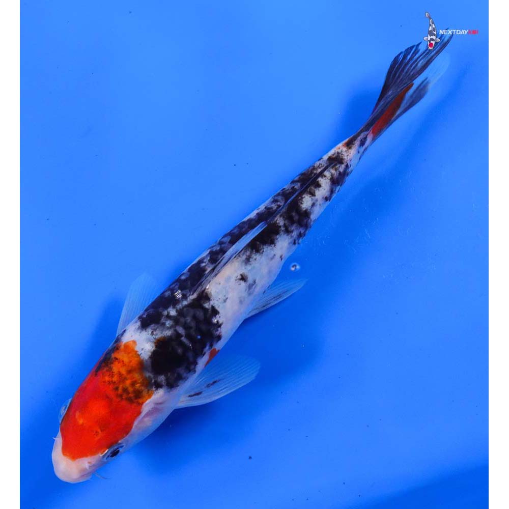 7” Imported Gin Rin Sanke