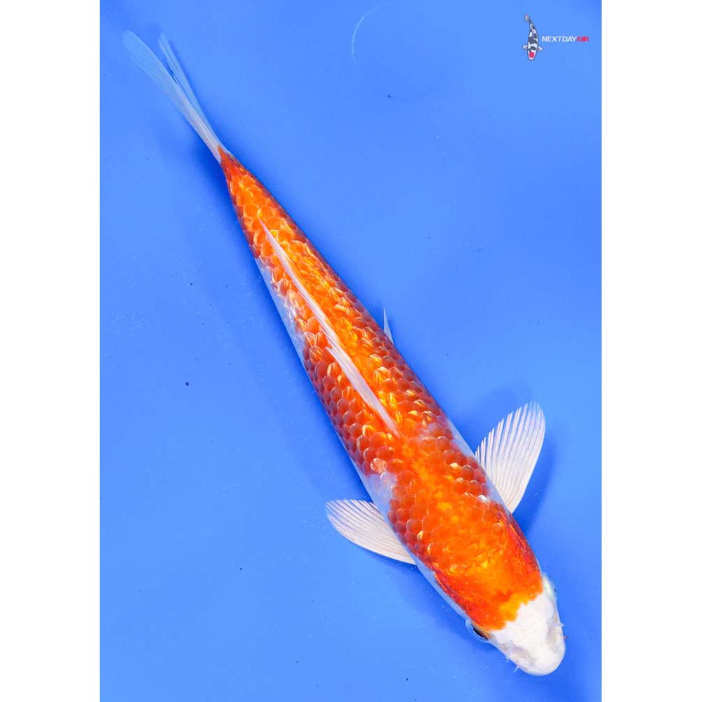 7.5” Imported Gin Rin Hariwake