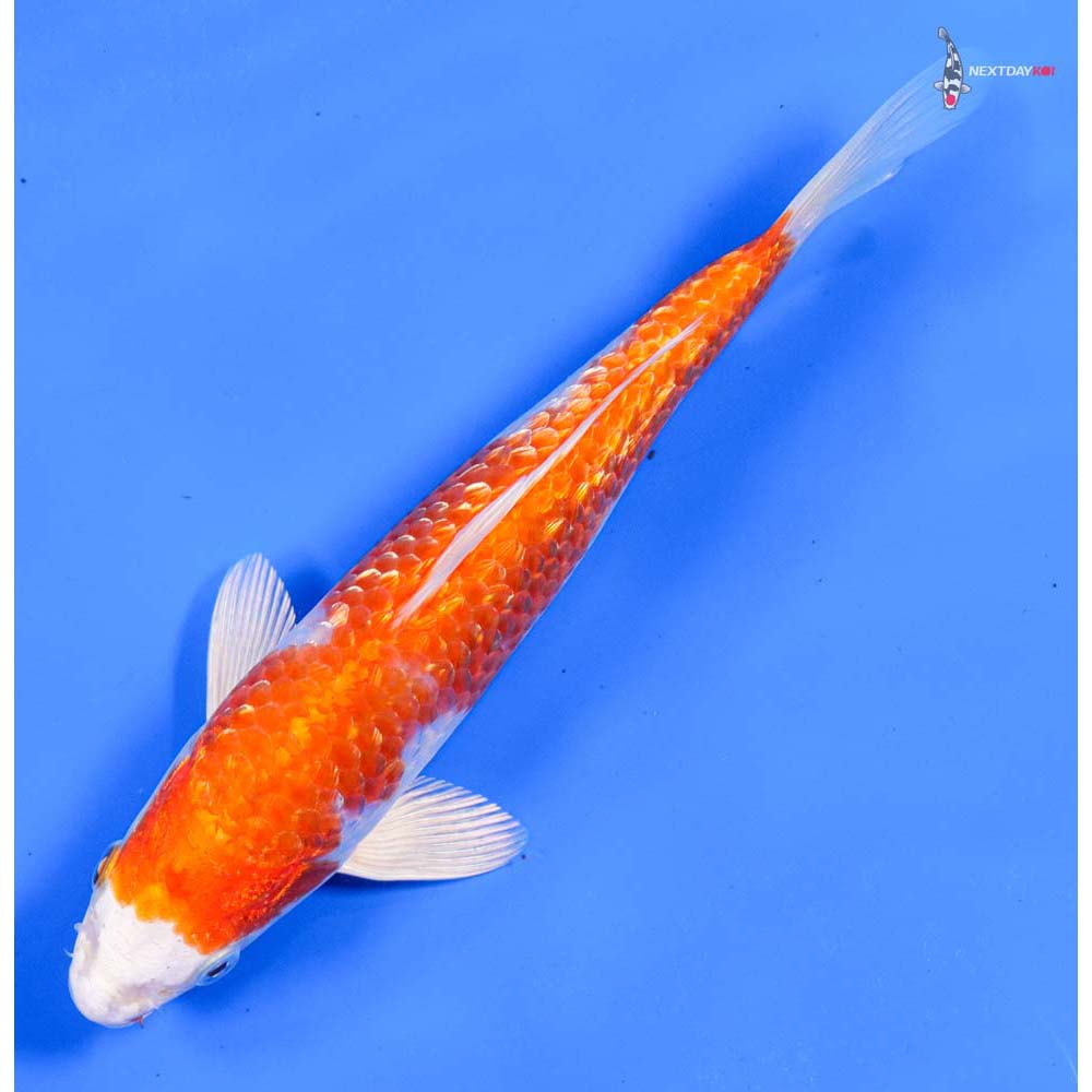 7.5” Imported Gin Rin Hariwake