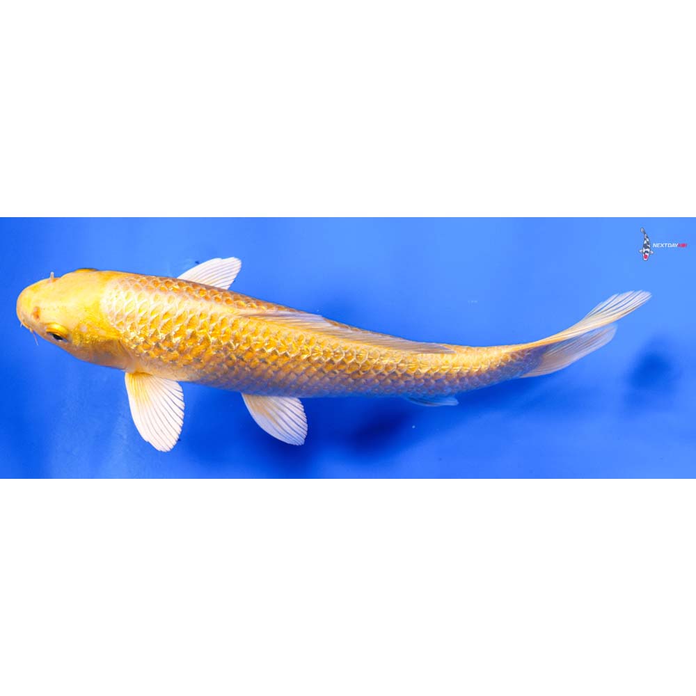 8” Imported Gin Rin Yamabuki Ogon