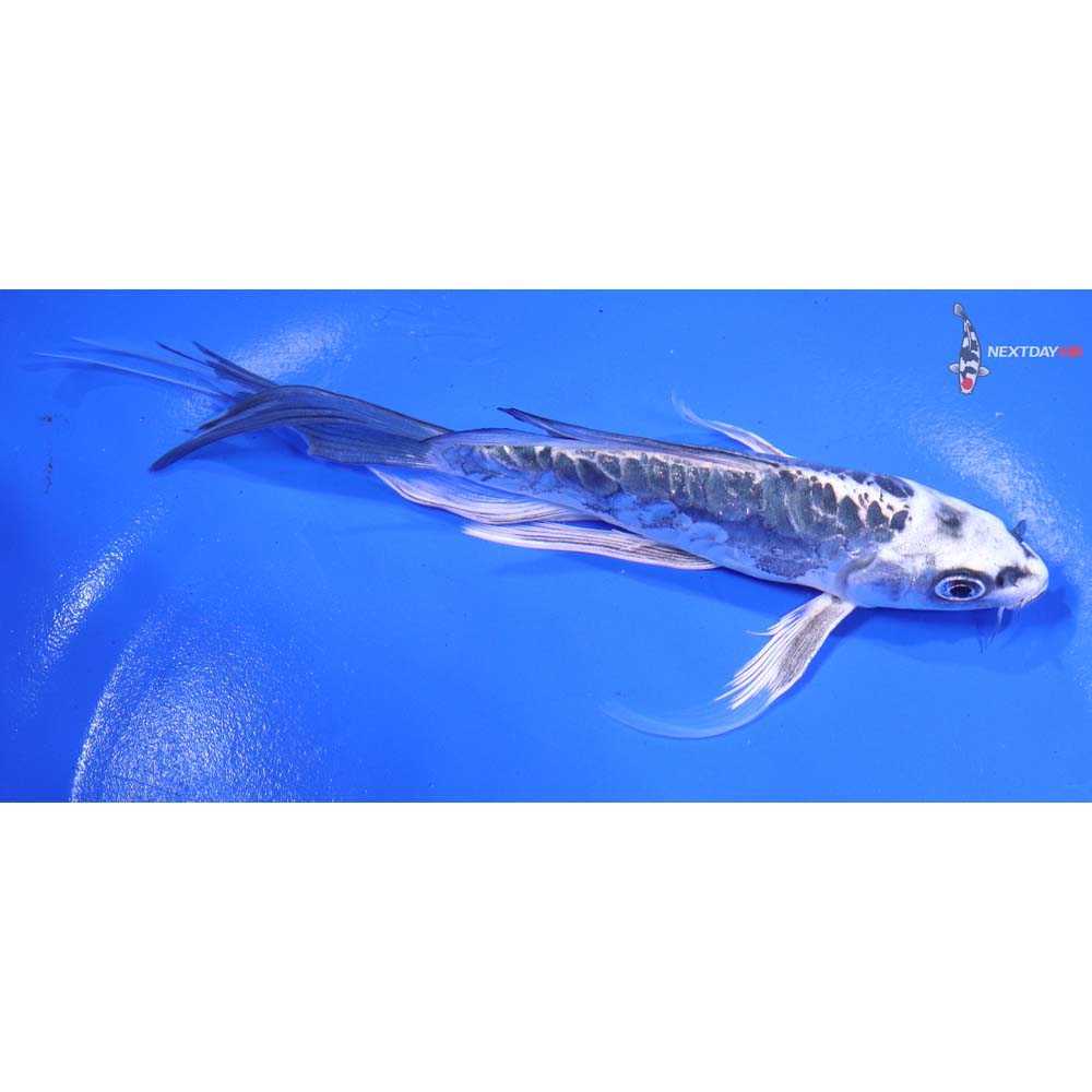 6” Imported Doitsu Gin Matsuba Butterfly Koi