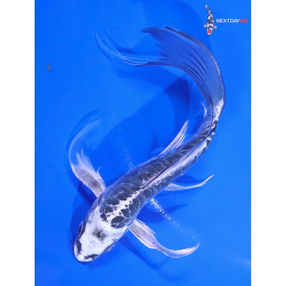 6” Imported Doitsu Gin Matsuba Butterfly Koi