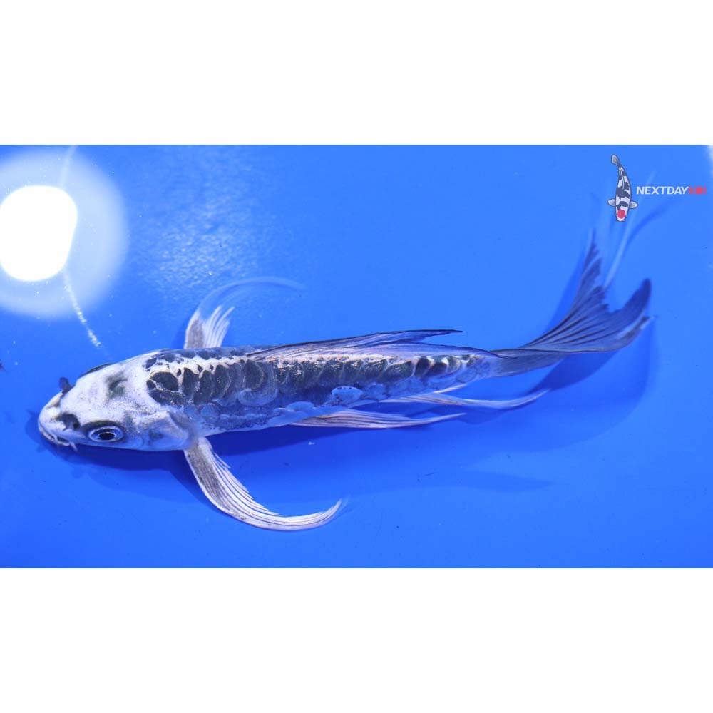 6” Imported Doitsu Gin Matsuba Butterfly Koi