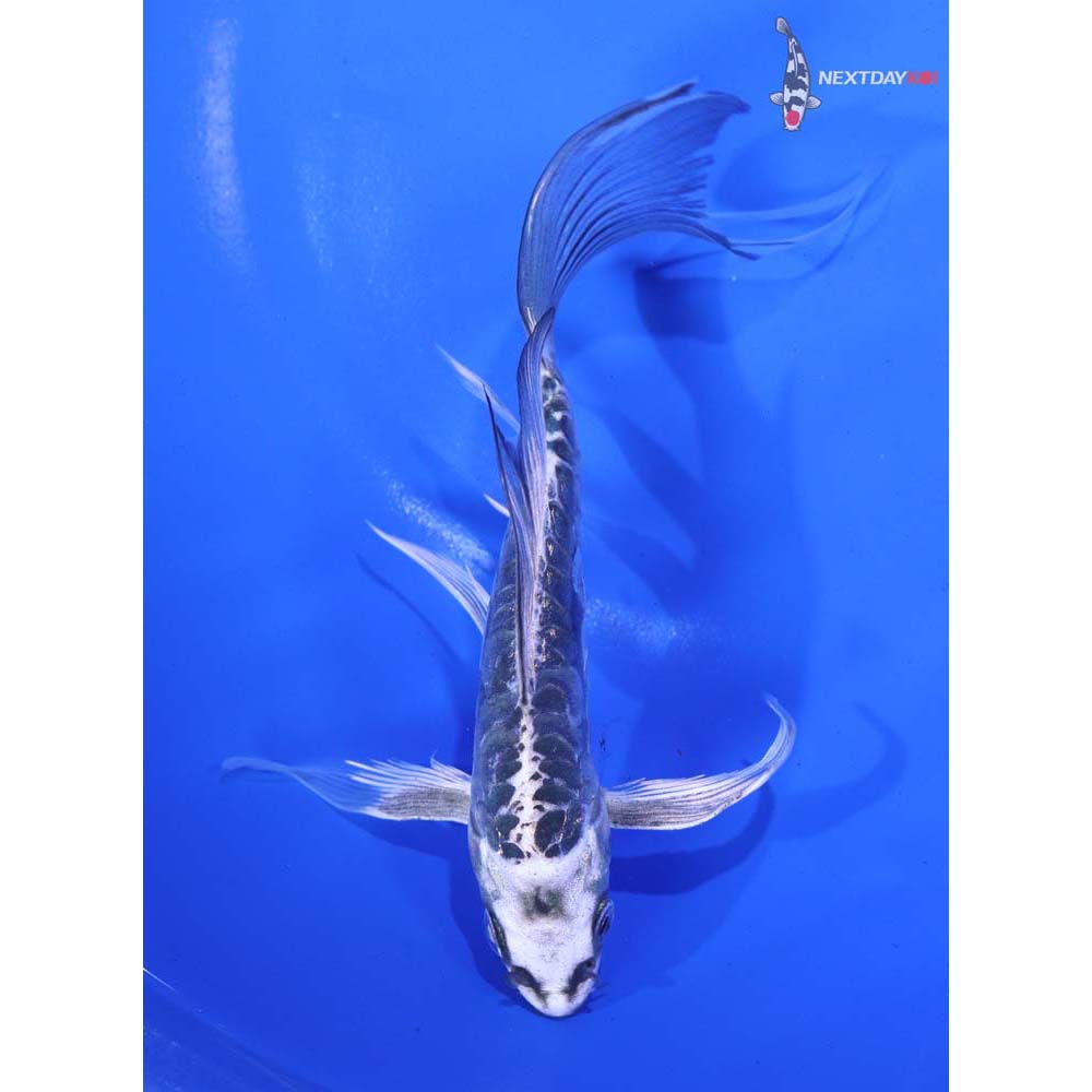6” Imported Doitsu Gin Matsuba Butterfly Koi