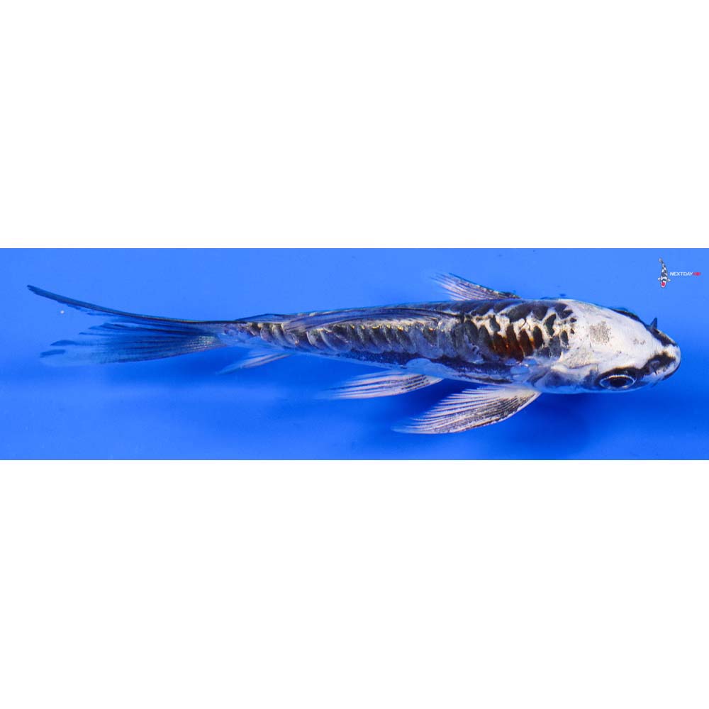 4” Imported Kikokuryu Butterfly Koi