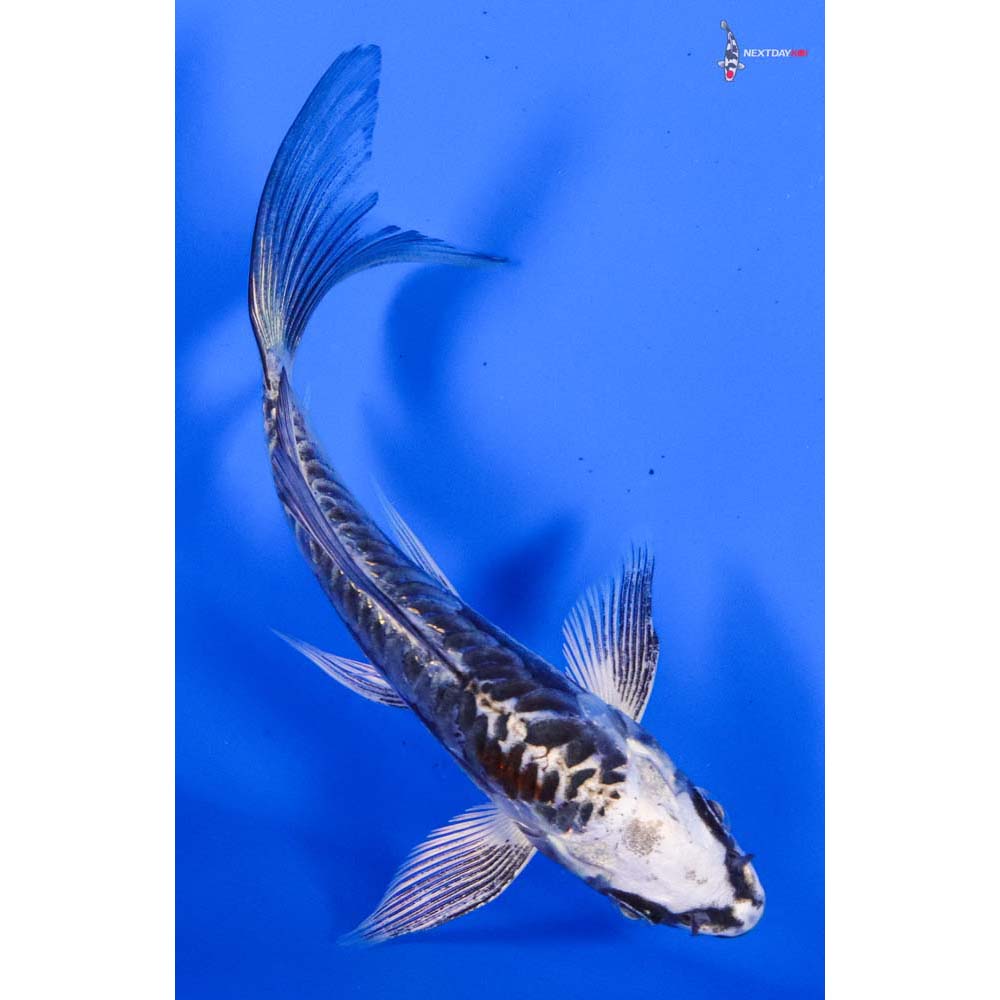 4” Imported Kikokuryu Butterfly Koi