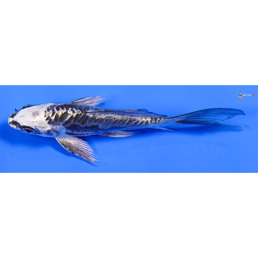 4” Imported Kikokuryu Butterfly Koi
