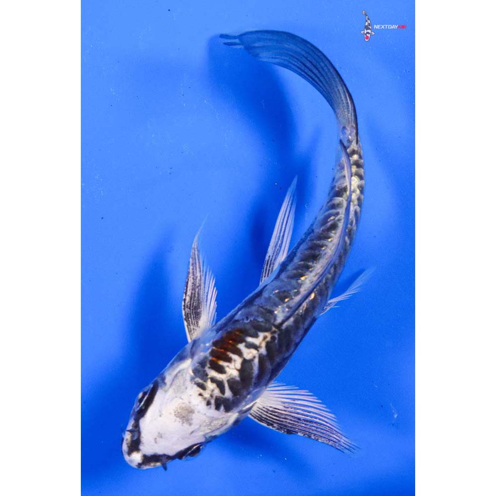 4” Imported Kikokuryu Butterfly Koi