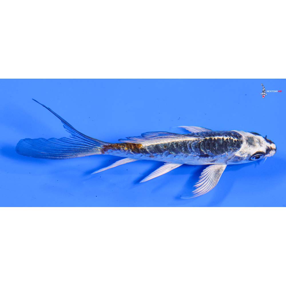 4.5” Imported Doitsu Kujaku Butterfly Koi