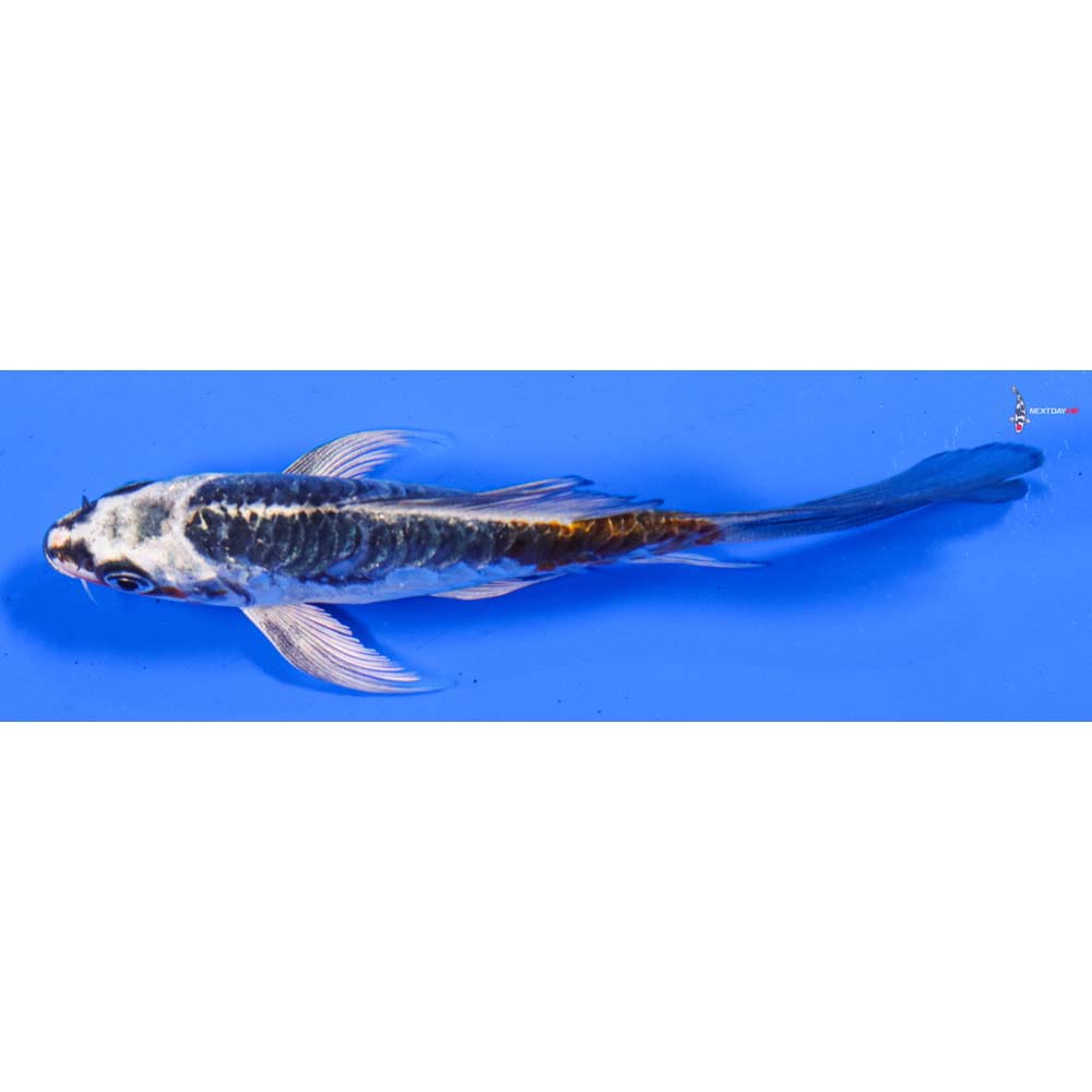 4.5” Imported Doitsu Kujaku Butterfly Koi