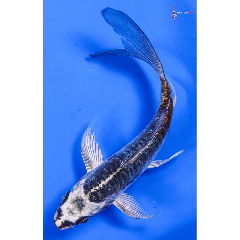 4.5” Imported Doitsu Kujaku Butterfly Koi