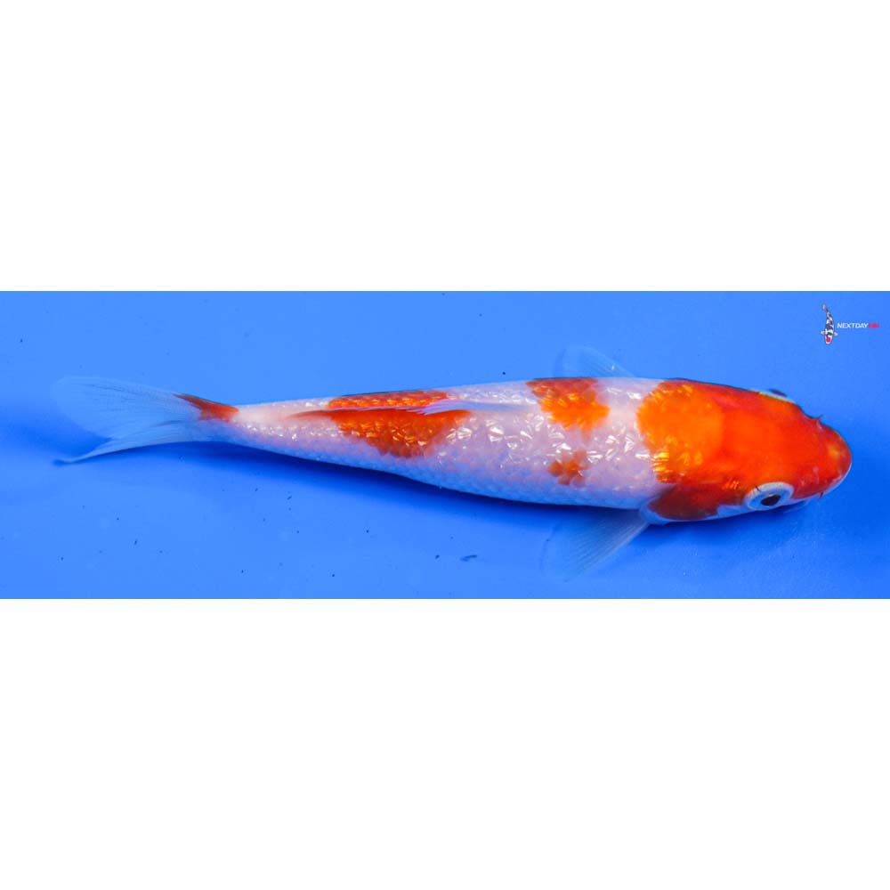 4.5” Imported Gin Rin Kohaku