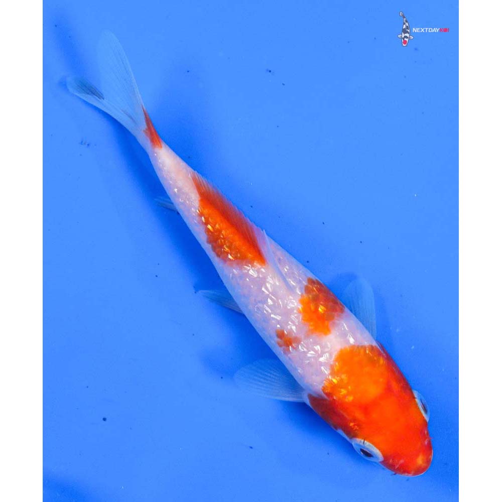 4.5” Imported Gin Rin Kohaku
