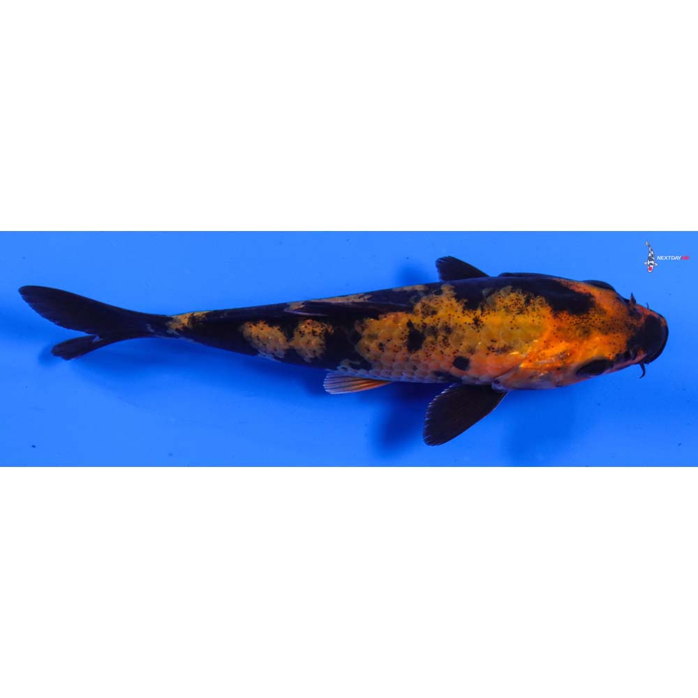 5” Imported Hi Utsuri