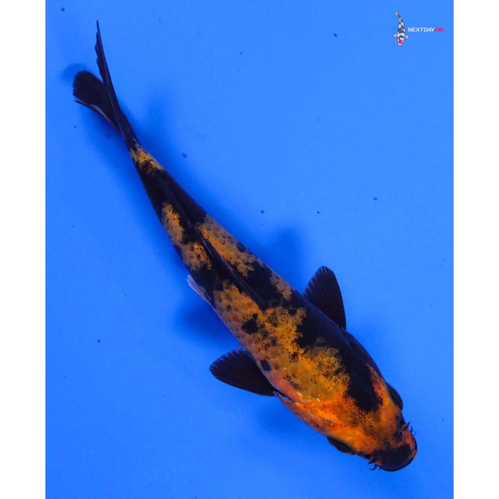 5” Imported Hi Utsuri