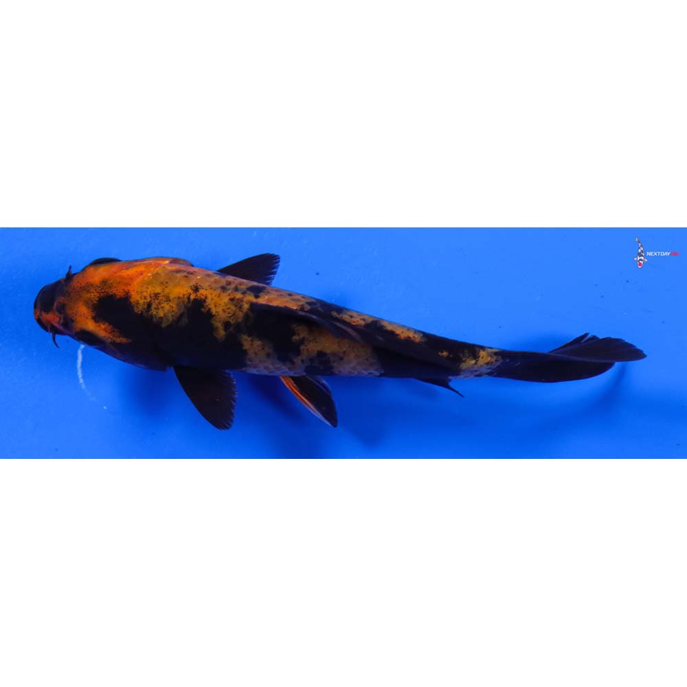 5” Imported Hi Utsuri