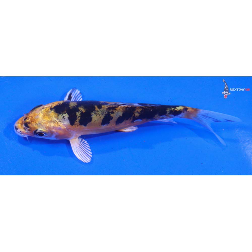 4” Imported Heisei Nishiki