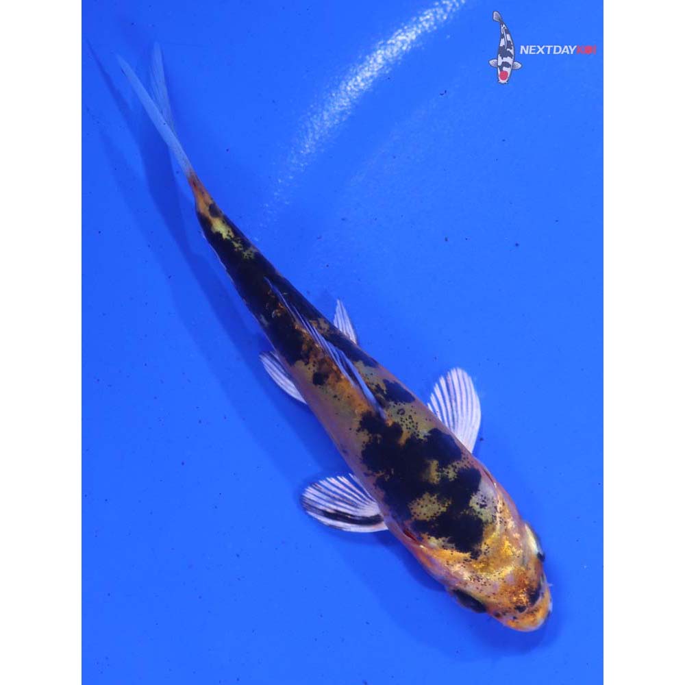 4” Imported Heisei Nishiki