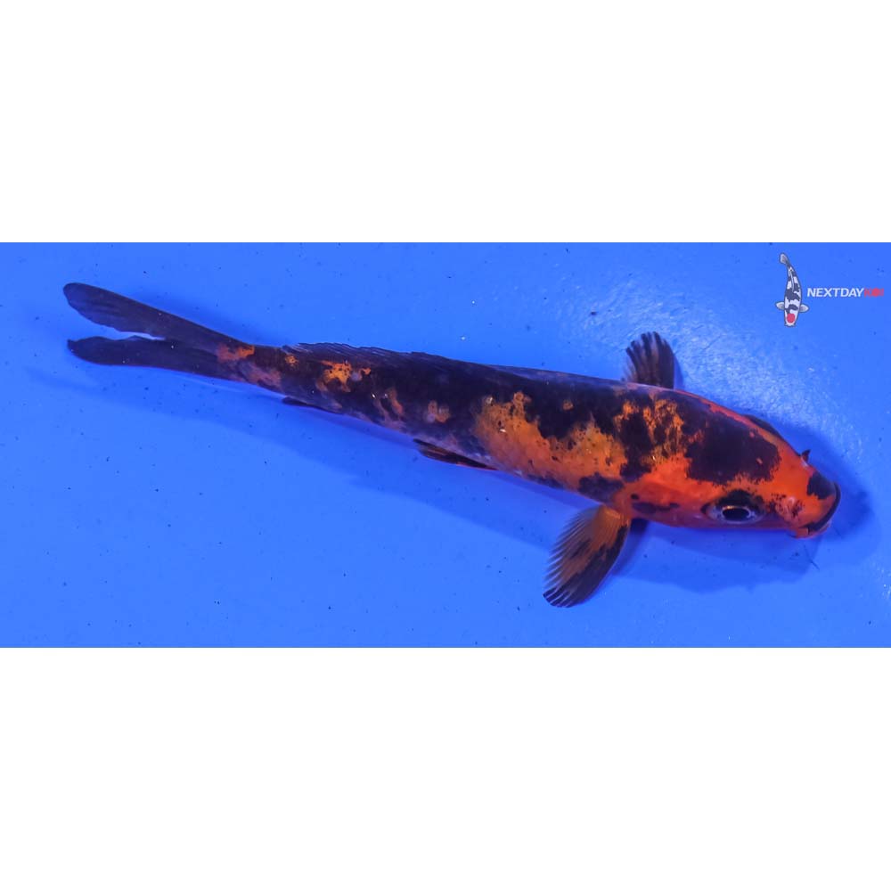 4” Imported Aka Bekko