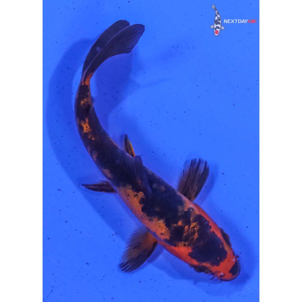 4” Imported Aka Bekko