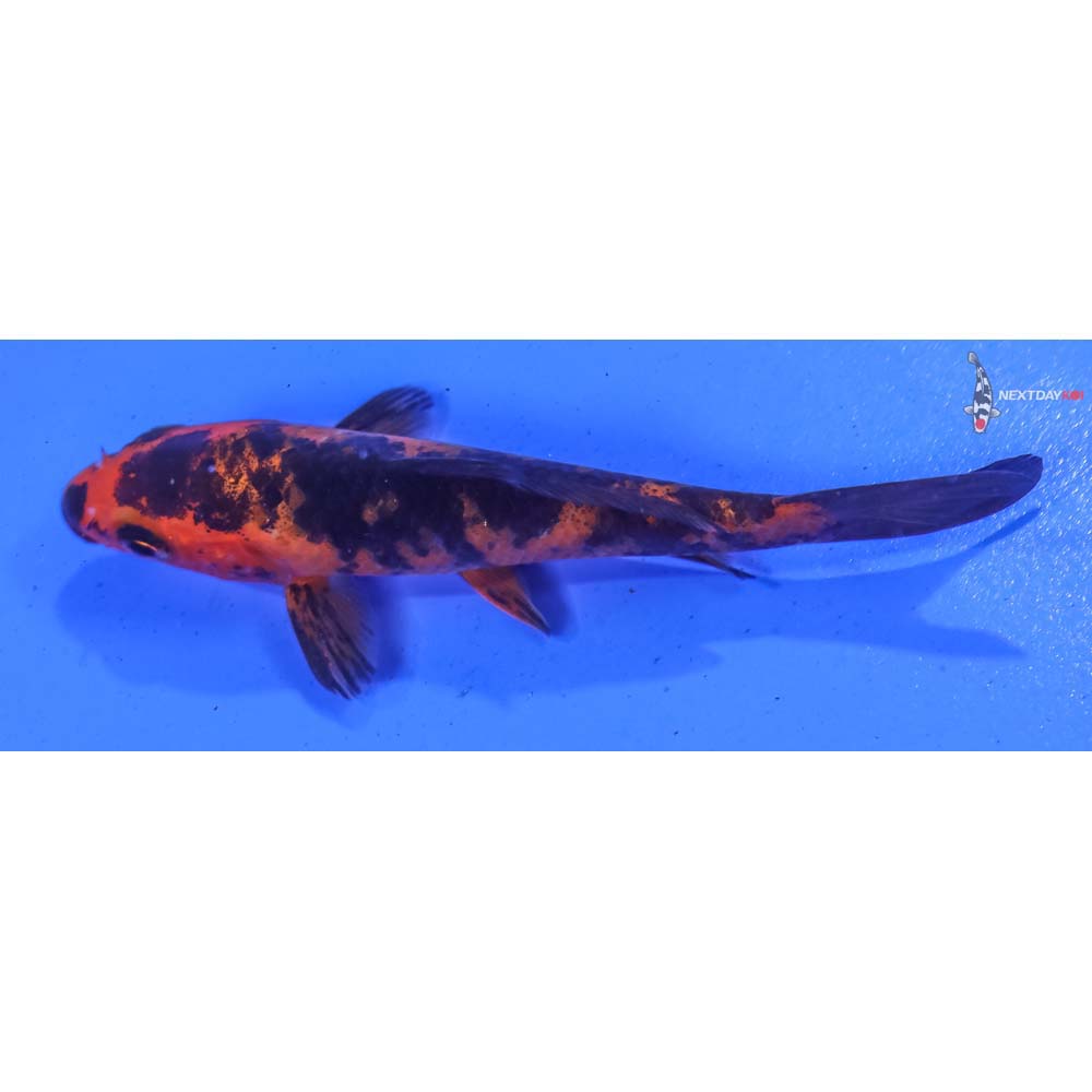 4” Imported Aka Bekko