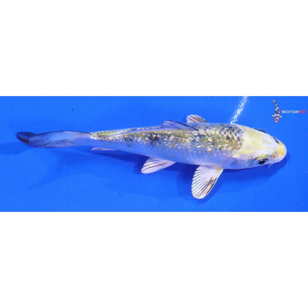 4” Imported Gin Rin Yamato Nishiki