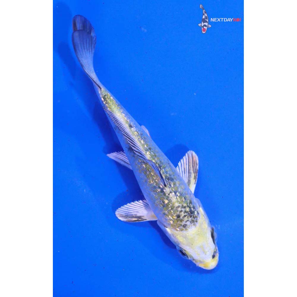 4” Imported Gin Rin Yamato Nishiki